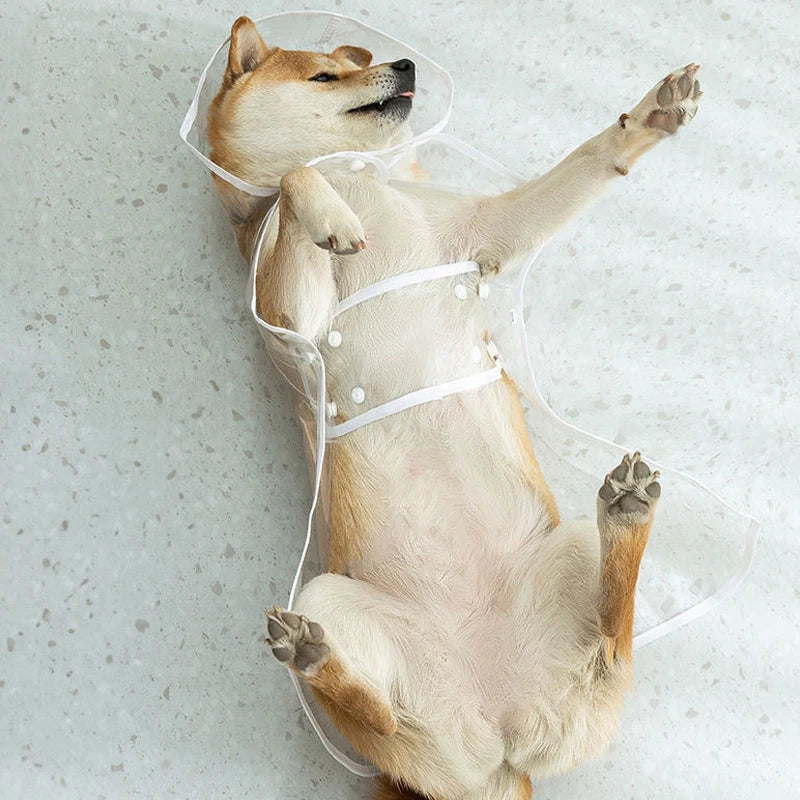 👉 Imperméable transparent pour chien – Poncho de pluie toutes tailles