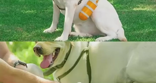 Ramasse-crottes portable pour chien avec sac biodégradable